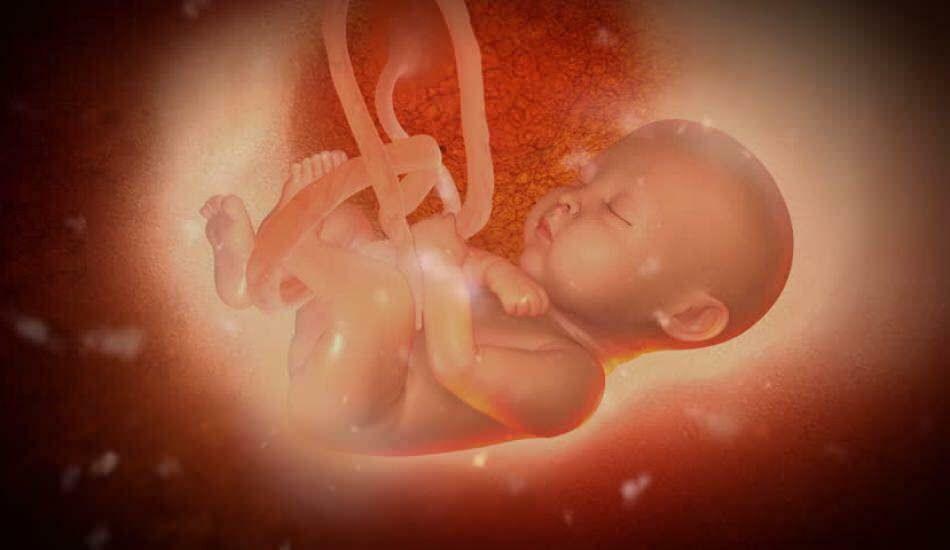 bebé en el útero