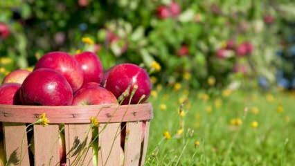 Consejos para mantener la manzana fresca