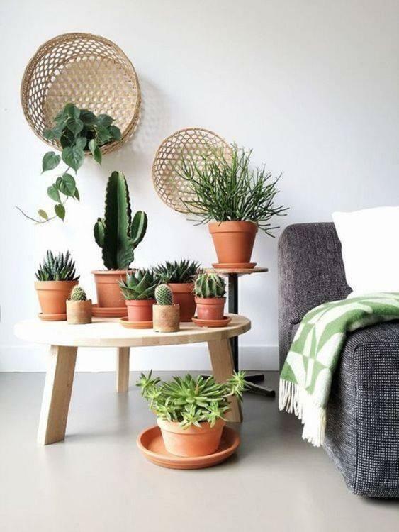 decoración de plantas