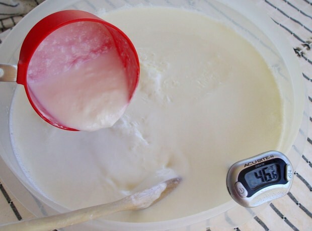 yogurt casero