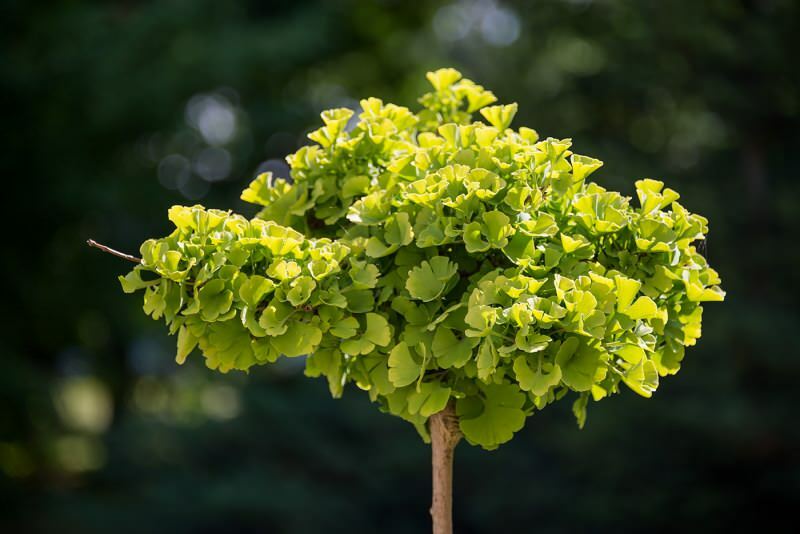 imagen de la planta de ginkgo biloba