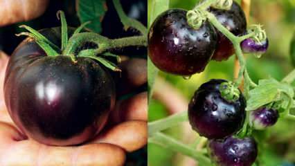 Enemigo del cáncer: ¿Qué es un tomate negro? ¿Cuáles son los beneficios de los tomates negros?