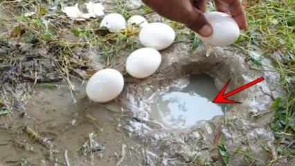 ¡El fenómeno de YouTube atrapó peces rompiendo un huevo en el agua! Aquí está el asombroso resultado ...