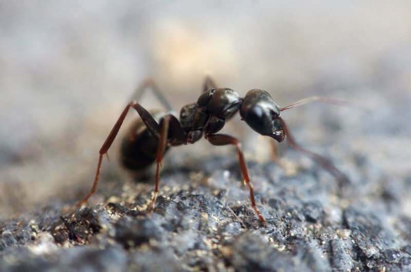 ¡Método eficaz para eliminar hormigas en casa! ¿Cómo se pueden destruir las hormigas sin matar?