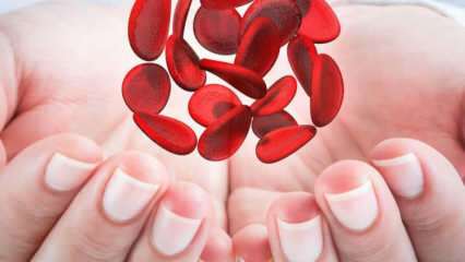 ¿Qué es la anemia mediterránea (talasemia)? ¿Cuáles son los síntomas de la anemia mediterránea? Tratamiento de la anemia mediterránea.