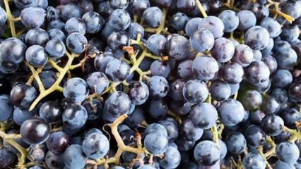 ¿Qué es uva fragante y cuáles son sus beneficios?