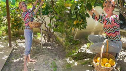 ¡La cantante Tuğba Özerk recogió limón del árbol de su propio jardín!