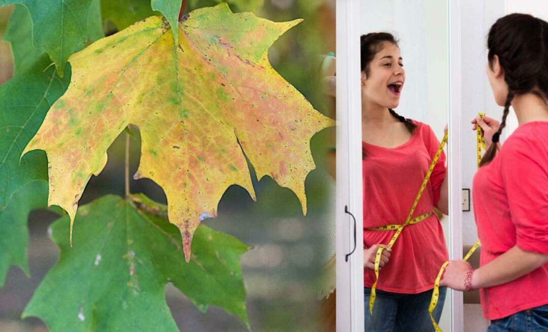 ¿La hoja del plátano te hace perder peso? ¿La hoja de avión alivia el edema? ¿Cuántos días se deben consumir las hojas de avión?