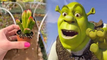 ¿Cómo cultivar la planta de oreja de Shrek? ¿Florece la planta de oreja de Shrek? cuidado de oidos shrek