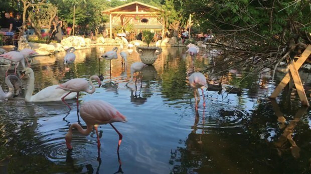 ¿Cómo llegar a Flamingoköy?