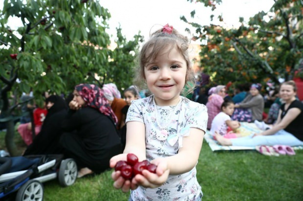 11º en el jardín de cerezas del municipio de Bağcılar. Actividad de la cosecha de cerezas!