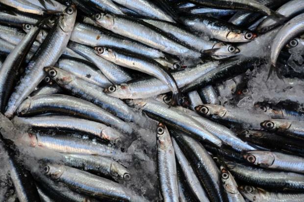 ¿Cuáles son los beneficios del bonito y para qué sirve? ¿Qué pescado se debe consumir y cómo?