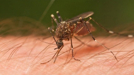 ¿Qué tipo de picadura de insecto ocurre? ¡Signos de picaduras de insectos! Método natural para la picadura de mosquitos.