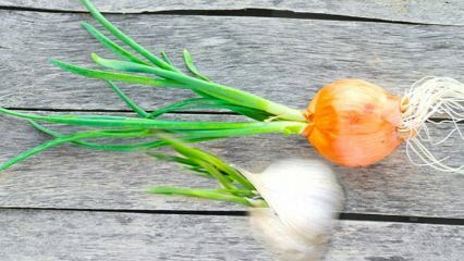 ¿Se puede comer cebolla con ajo germinado? ¿Qué se debe hacer para evitar el brote?