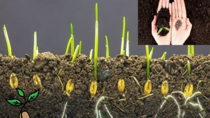 ¿Qué es una semilla y cómo se produce la germinación? Consejos para cultivar semillas
