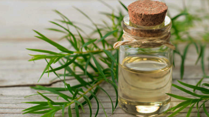 ¿Qué es el aceite de árbol de té? ¿Cuáles son los beneficios del aceite de árbol de té?