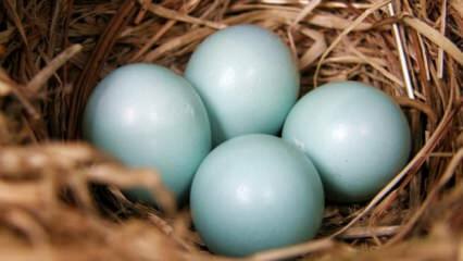 ¿Cuáles son los beneficios del huevo azul verde?
