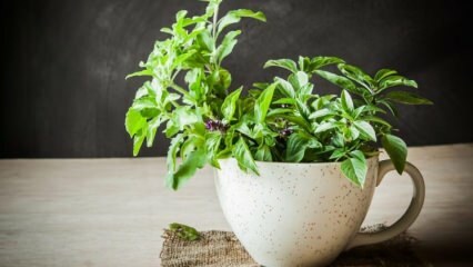 ¿Cómo cultivar albahaca?