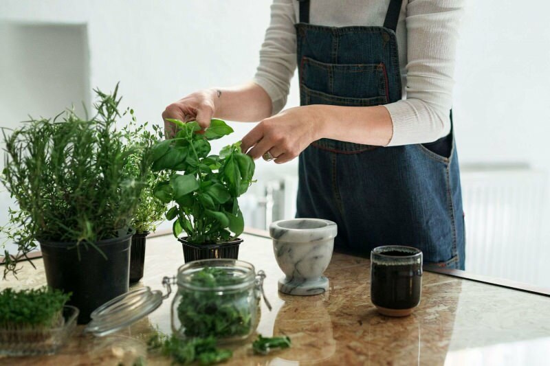 ¿Cómo cultivar una planta en casa? 5 sugerencias para quienes quieren cultivar plantas en casa con sus propios medios