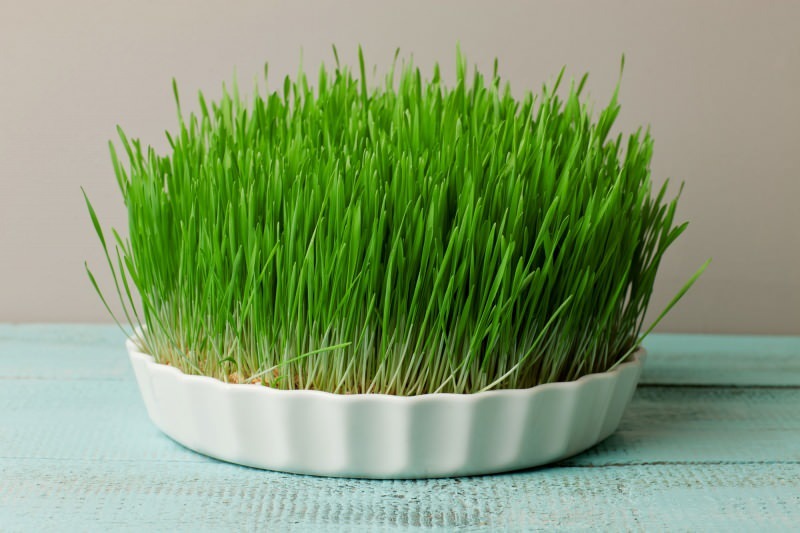 La hierba de cebada es la fuente más rica de proteínas que se encuentra en la naturaleza.