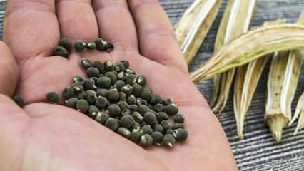 ¿Qué es la semilla de okra, cómo usar la semilla de okra para adelgazar?