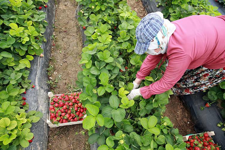 'Lucha laboral' de las trabajadoras en invernaderos de fresas