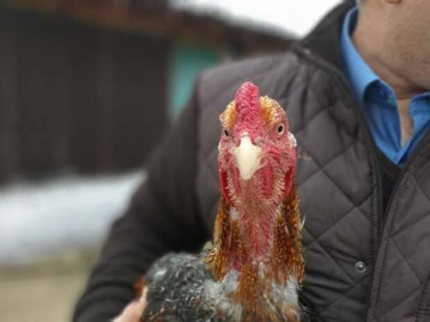 Un ciudadano de Bursa trajo pollo de oro de Brasil