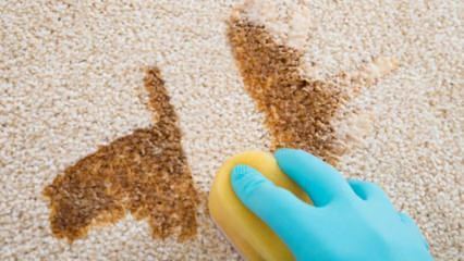 ¿Cómo hacer un spray de limpieza de alfombras en casa?