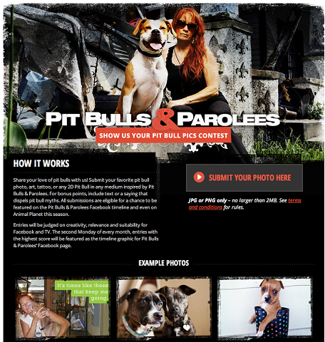 aplicación concurso pit bulls