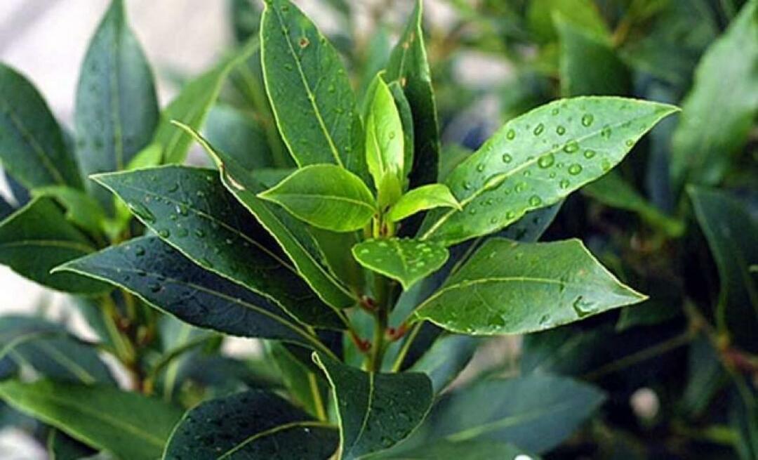 ¿Cómo se cultiva y propaga el árbol de laurel?