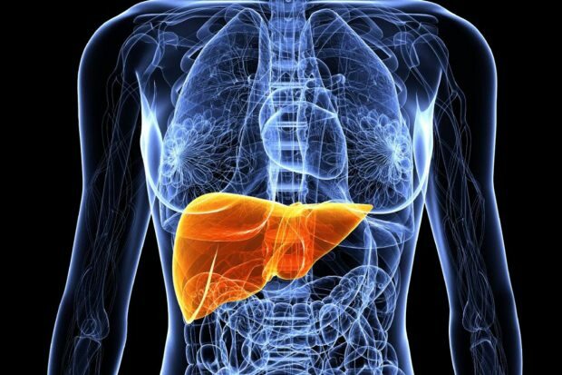 ¿Por qué se engorda el hígado? ¿Cómo es la eliminación de grasa del hígado de forma natural?