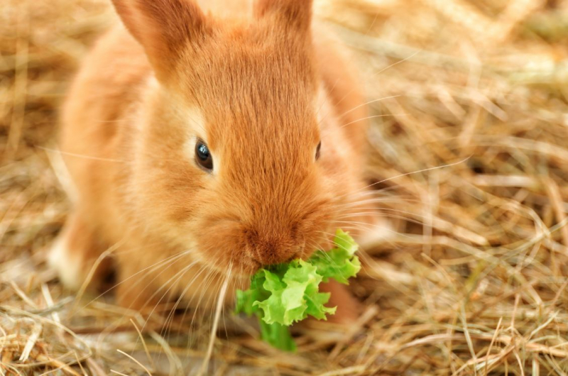 ¿Qué come el conejo? Alimentos que le encantan al conejo