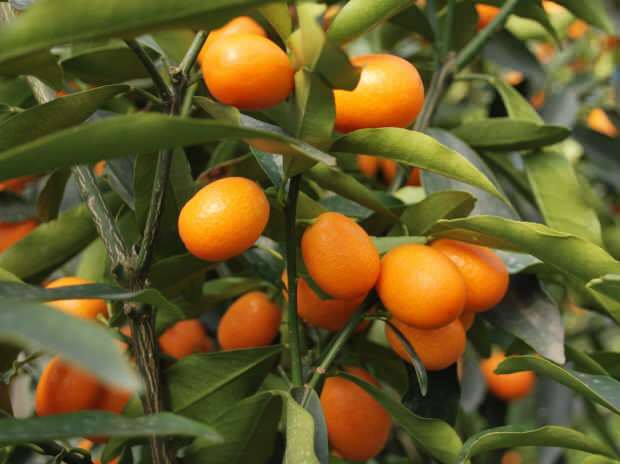 también cultivado en kumquat