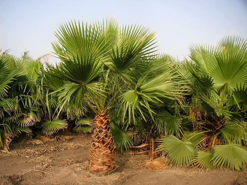 ¿Qué es una palmera? Características de la palmera