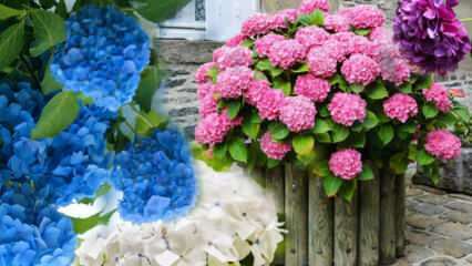 ¿Cómo cuidar la flor de hortensia en casa? Métodos de propagación de flores de hortensias