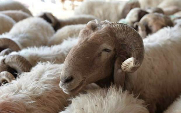 ¿Qué se debe considerar al comprar ovejas sacrificadas?