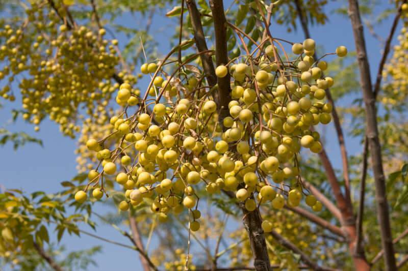 ¿Cuáles son los beneficios del aceite de rosario para el cabello? Uso del aceite de rosario