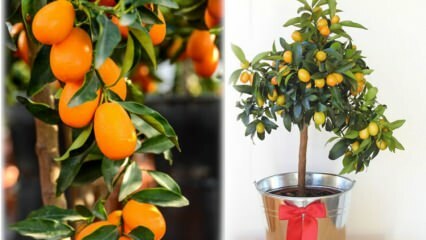 ¿Cómo cultivar kumquat en una maceta? Kumquat cuida en casa