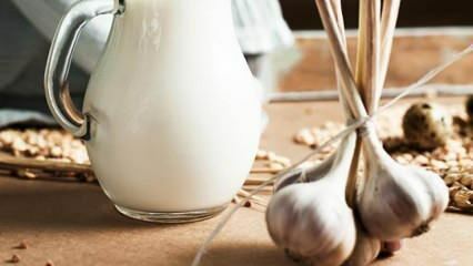 ¿Cómo se hace la leche de ajo? ¿Qué hace la leche de ajo? Elaboración de leche de ajo ...