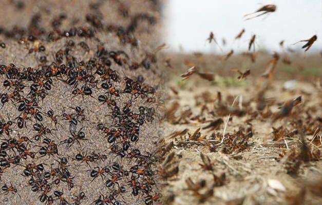 ¿Dónde está la invasión de hormigas? Infestación de hormigas después de la infestación de saltamontes