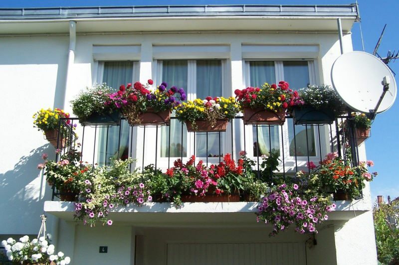Sugerencias de decoración de balcones para los meses de primavera! Nombres de flores de oso de primavera