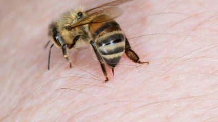 ¿Qué es la alergia a las abejas y cuáles son los síntomas? Métodos naturales que son buenos para las picaduras de abejas.
