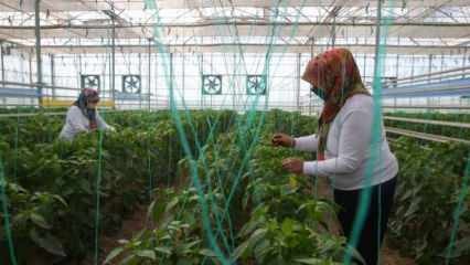 Producción nacional y nacional de semillas de TIGEM con poder de las mujeres