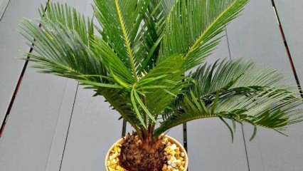¿Cómo hacer crecer la palmera?