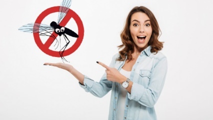¿Qué se hace para evitar que las moscas entren a la casa? Métodos repelentes de moscas ...