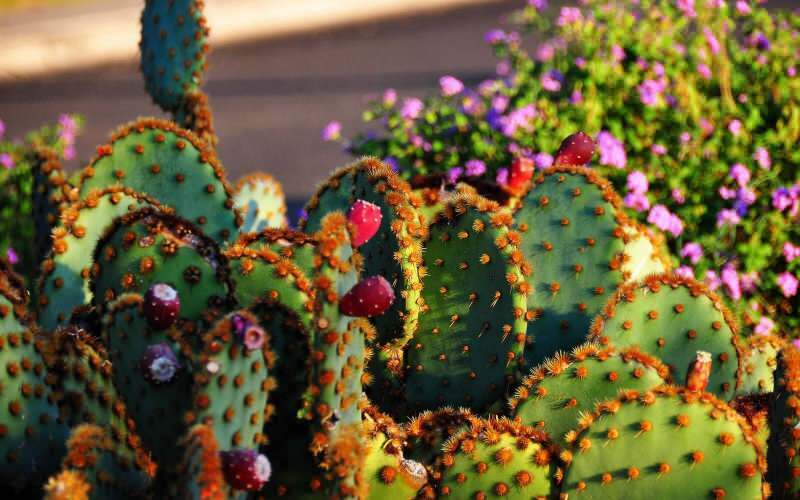¿Cómo debe ser el suelo de cactus?